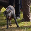 hundetreffen 03.09.2016 565